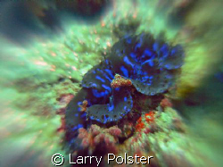Giant clam on the move, Nikon D-70 twin Ikelite D-125 str... by Larry Polster 